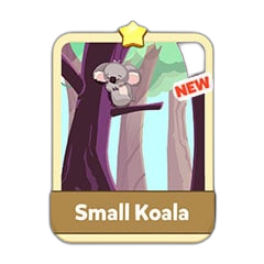 Small Koala