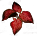 Arteria