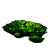 CAVE MOSS