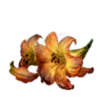 Flora Mundis