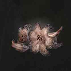 FADED ERDLEAF FLOWER