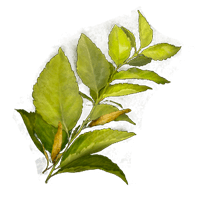 HERBA