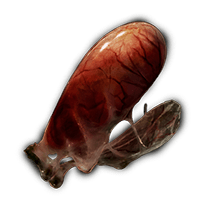 LAND OCTOPUS OVARY