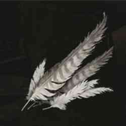 Stormhawk Feather