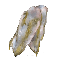 STRIP OF WHITE FLESH