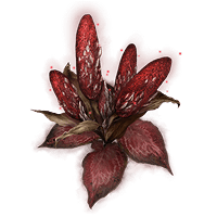 Dragon's Calorbloom *999