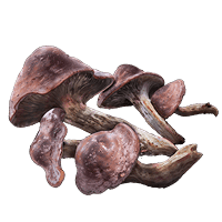 Redflesh Mushroom *999