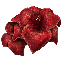 Sanguine Amaryllis *999