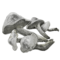 Whiteflesh Mushroom *999